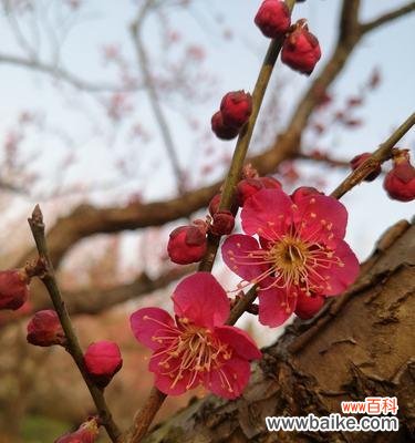 梅花的象征意义与生命力的启示 梅花之精神