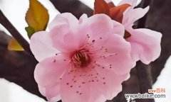 梅花的象征意义与生命力的启示 梅花之精神