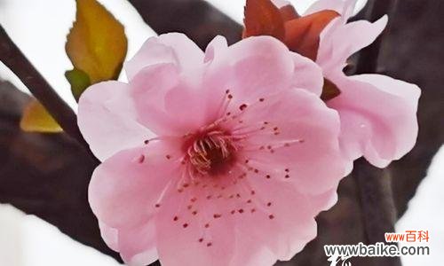 梅花的象征意义与生命力的启示 梅花之精神