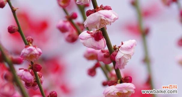 梅花的象征意义与生命力的启示 梅花之精神