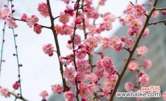 赏梅领略自立、坚强和美丽的精神 梅花的花语与意义