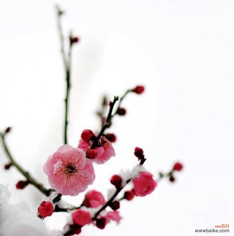 赏梅领略自立、坚强和美丽的精神 梅花的花语与意义