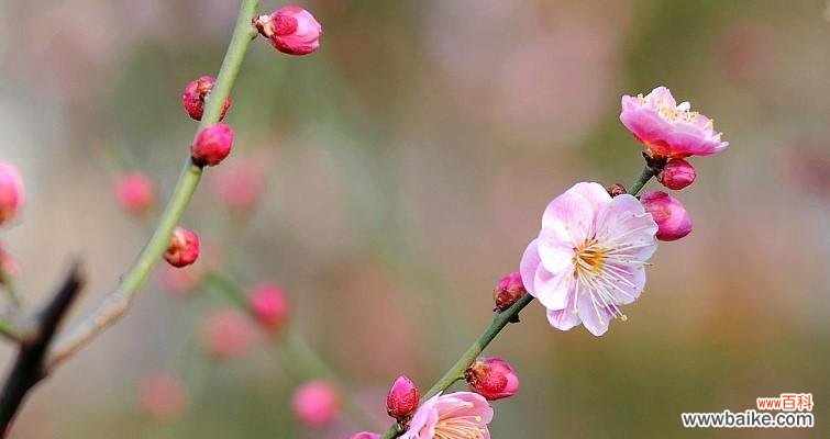 凛冬中的坚韧与希望——梅花的花语深意 梅花的花语与象征意义