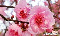 寂寞坚强的“梅”在枝头 梅花花语的深意