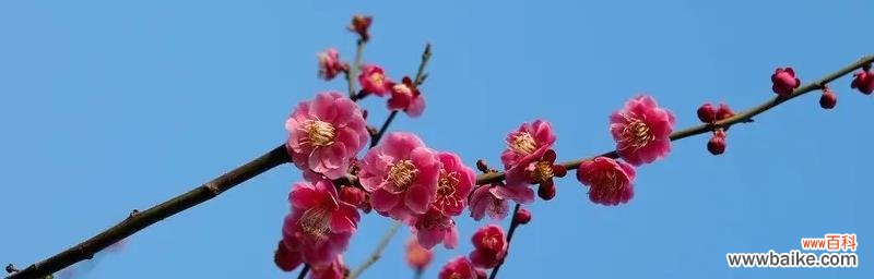 四季常青、品格高洁、坚毅不拔、卓尔不群 梅兰竹菊的象征意义——四君子之美