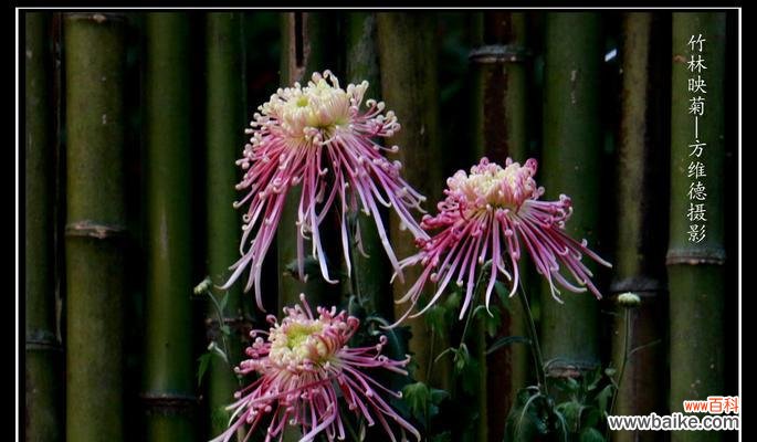 传统文化中的四君子花卉及其内涵 梅兰竹菊的寓意与象征意义