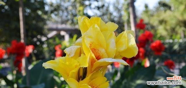 揭示美人蕉花语的真正内涵和象征意义 美人蕉花语寓意的深刻意义