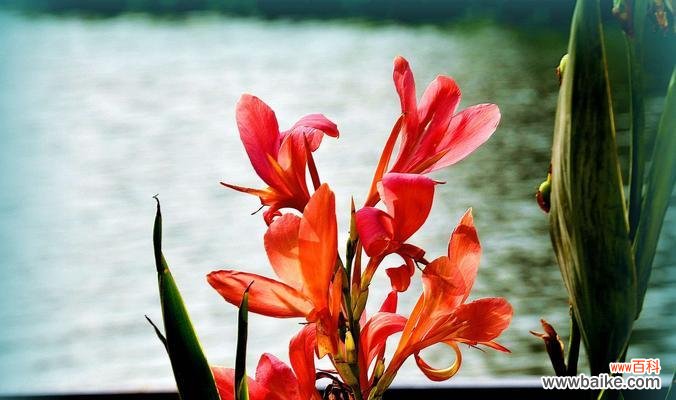 揭示美人蕉花语的真正内涵和象征意义 美人蕉花语寓意的深刻意义