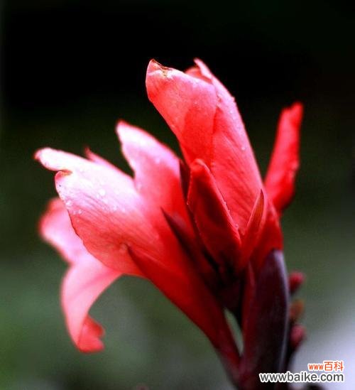 探寻美人蕉花语的浪漫与神秘 美人蕉花语之深情与美丽