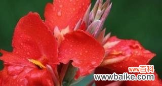 探寻美人蕉花语的浪漫与神秘 美人蕉花语之深情与美丽