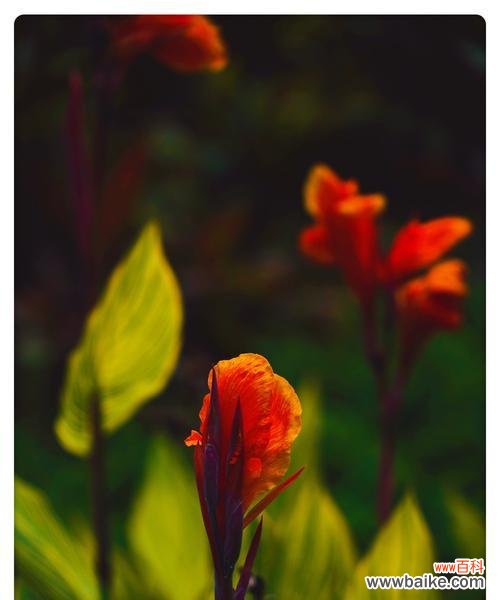 探寻美人蕉的花语和传说 美人蕉