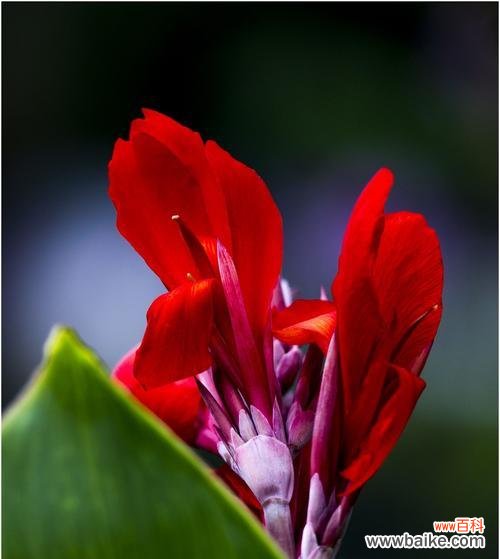 探寻美人蕉的花语和传说 美人蕉