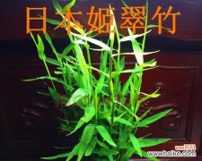 生生不息的竹子 竹子的特点与象征意义