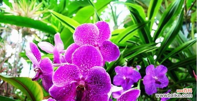 竹子在文化中的多重象征意义 竹子的象征意义及其传承