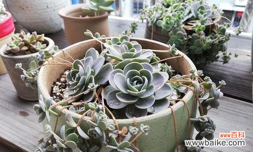 以子为希望 以子持莲华，花开芬芳