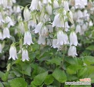 揭秘紫斑风铃草花语的深层含义 紫斑风铃草的美丽花语