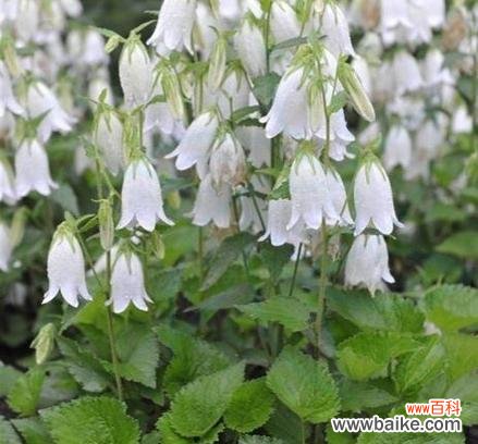 揭秘紫斑风铃草花语的深层含义 紫斑风铃草的美丽花语