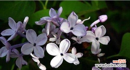 探寻紫丁香的秘密 紫丁香的花语与寓意