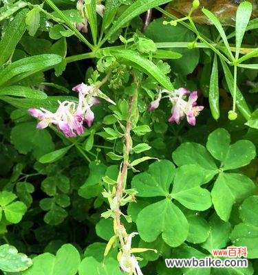 探寻紫堇花的含义 紫堇花语与传说