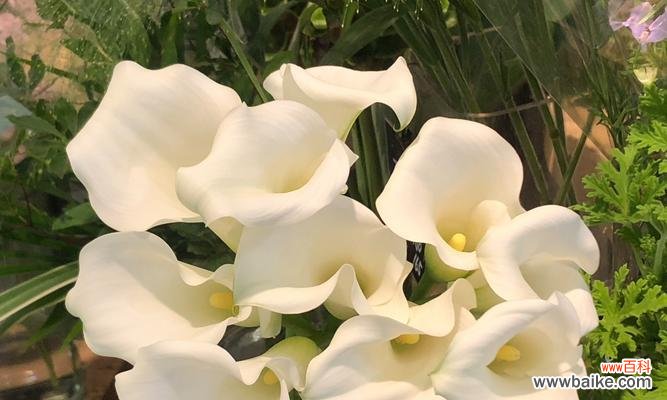 毛线编织马蹄莲的花语有何含义？