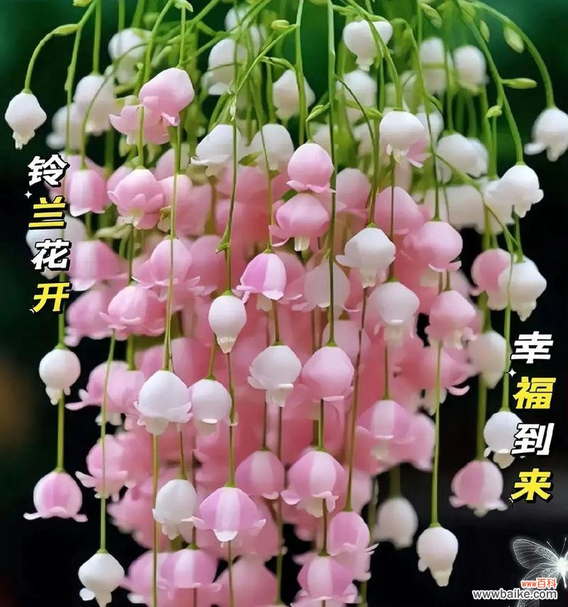 铃兰花灯的寓意有哪些？