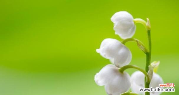 铃兰花灯的寓意有哪些？