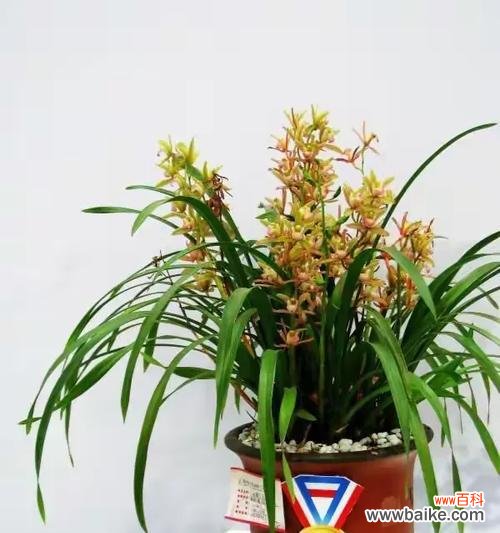 芝兰的花语有何象征意义？它代表了什么？