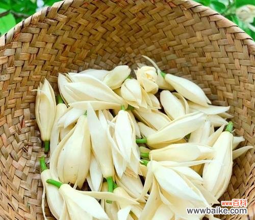 芝兰的花语有何象征意义？它代表了什么？