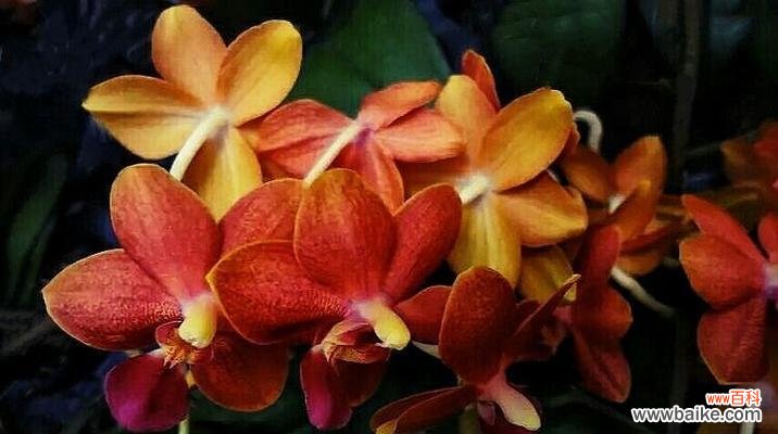 芝兰的花语有何象征意义？它代表了什么？