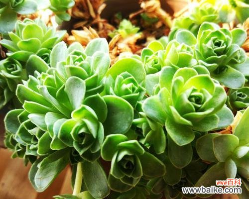 萌萌肉宝宝的花语有何寓意?