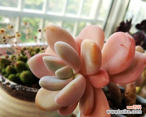 萌萌肉宝宝的花语有何寓意?