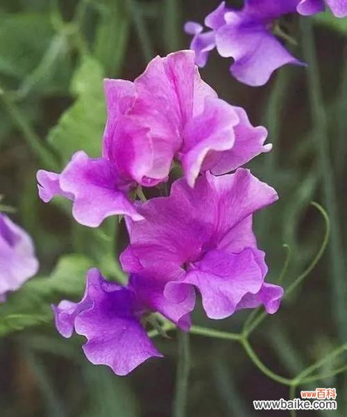 豌豆的花语和寓意有哪些？豌豆花代表了什么？