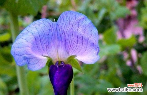 豌豆的花语和寓意有哪些？豌豆花代表了什么？