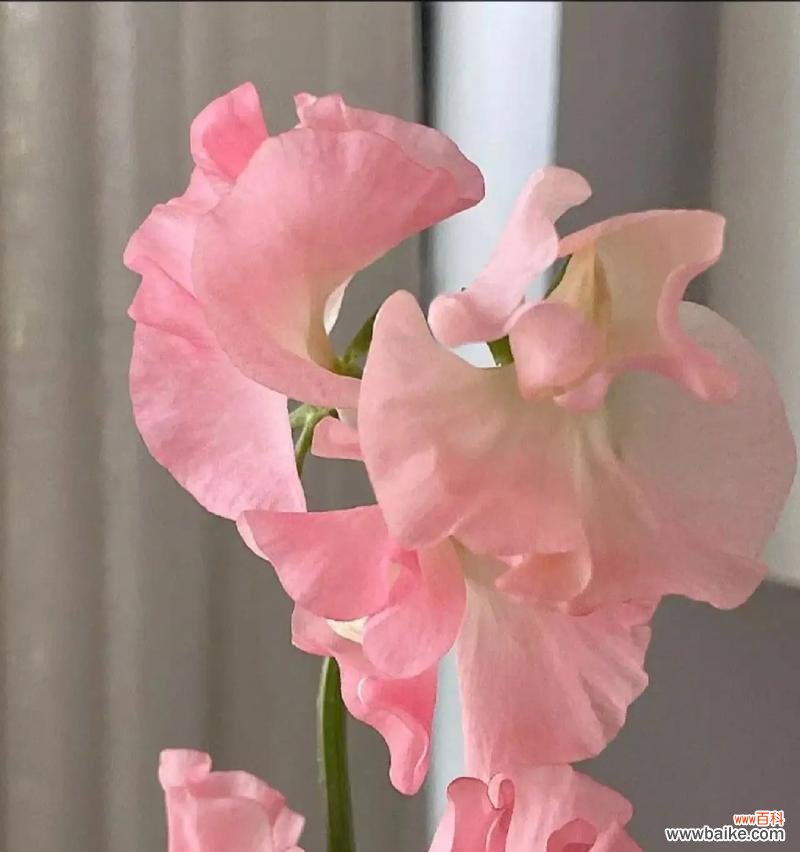 豌豆的花语和寓意有哪些？豌豆花代表了什么？