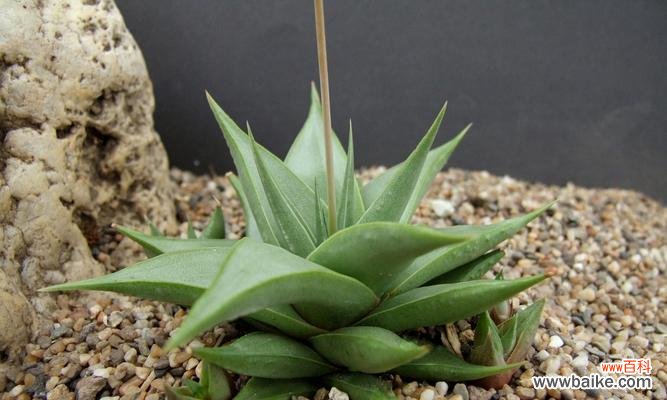 琉璃殿十二卷花语揭示了什么秘密？