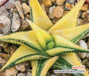 琉璃殿十二卷花语揭示了什么秘密？