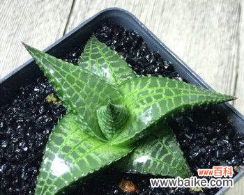 琉璃殿十二卷花语揭示了什么秘密？