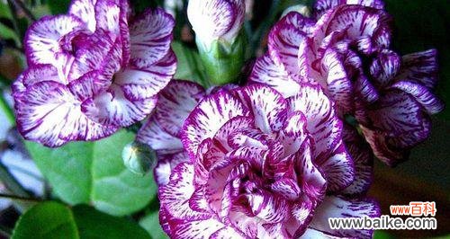 黑马加紫精灵花语是什么？这种花代表了什么？