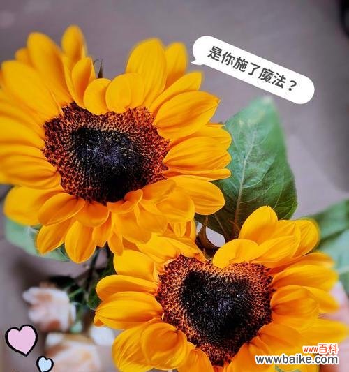 暖男哥哥适合哪种花的花语?