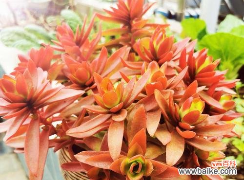 暖男哥哥适合哪种花的花语?