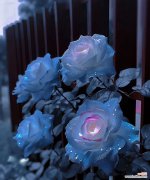 蓝色酒杯玫瑰花语有何独特之处？