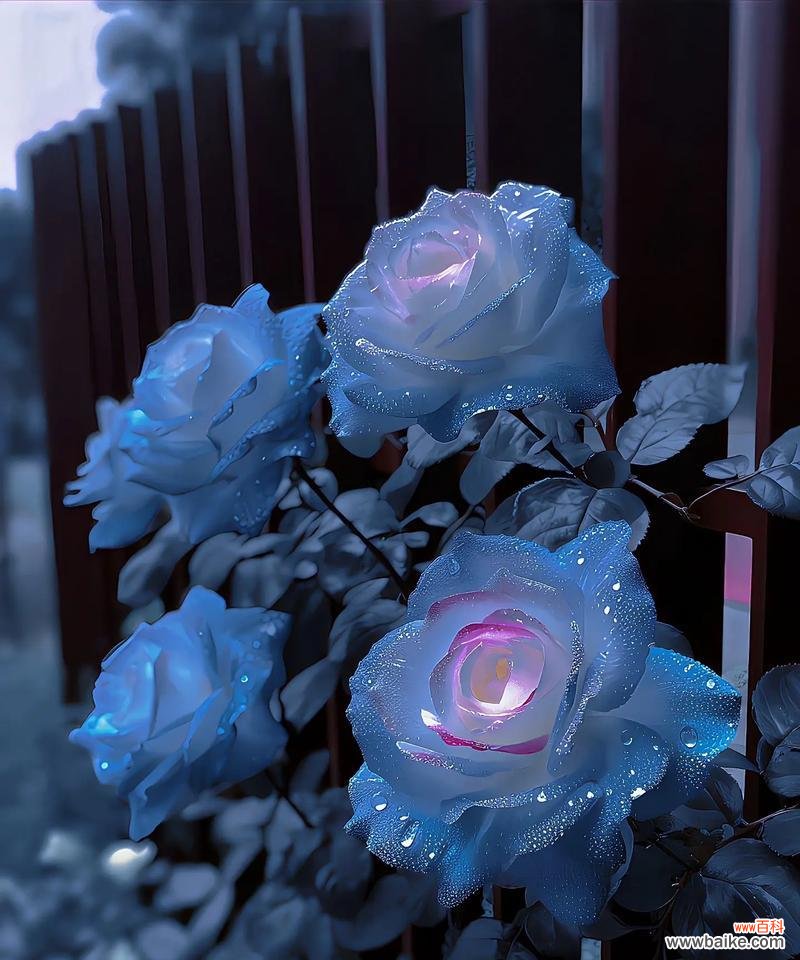 蓝色酒杯玫瑰花语有何独特之处？