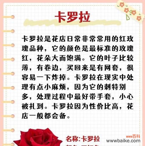 玫瑰卡罗拉的花语暗语有何寓意？