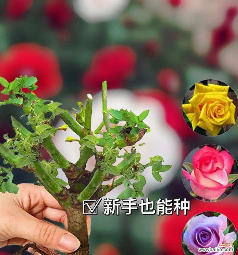 玫瑰卡罗拉的花语暗语有何寓意？