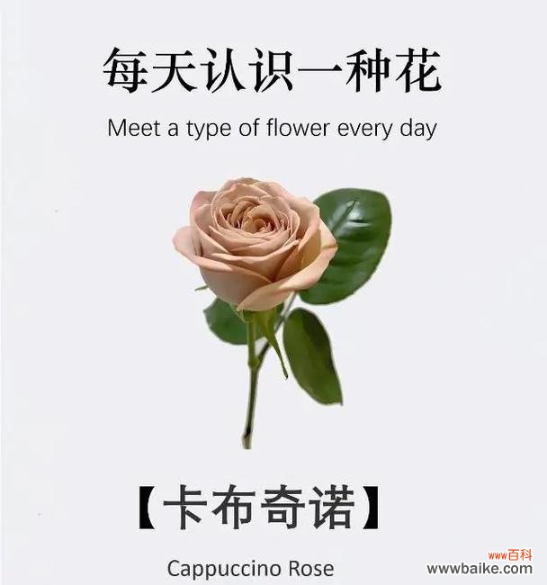 玫瑰卡罗拉的花语暗语有何寓意？