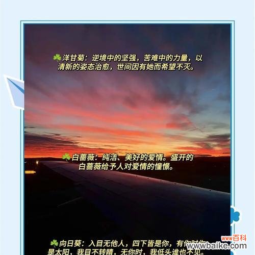 简简单单送花的花语有何深意?