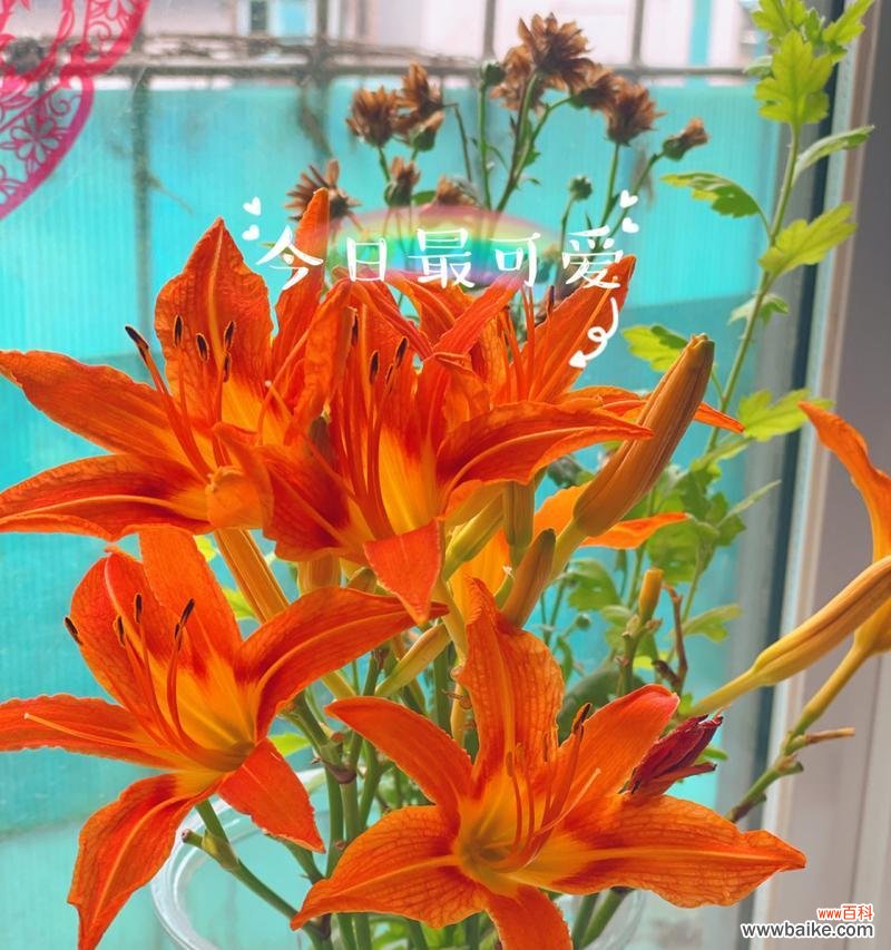 陈丽华百合的花语有哪些含义？