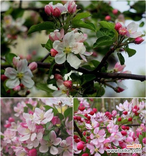 海棠和玫瑰的花语有何不同？海棠与玫瑰花语的区别？