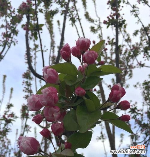 海棠和玫瑰的花语有何不同？海棠与玫瑰花语的区别？