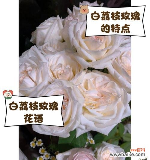 荔枝白牡丹花语和寓意是什么？荔枝白牡丹的花语和寓意有哪些？